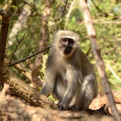 2015-05 South Africa/iMfolozi/DSC_0234.JPG